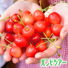 バンビツアーでさくらんぼ狩りを楽しもう!「友割」でお得!