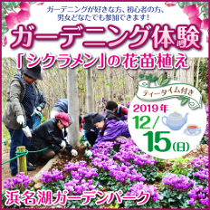 ガーデニング体験~青いシクラメンの花苗植え~ティータイム付
